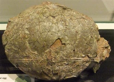 File:Dinosaur egg, Wrexham Museum.JPG - Wikimedia Commons