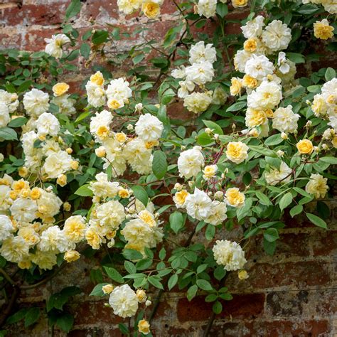 Malvern Hills | English Rambling Rose | David Austin Roses