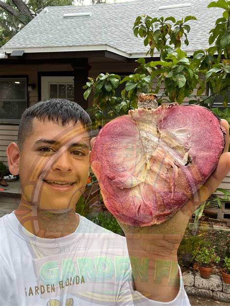 Custard Apple (Annona Reticulata) Tree Care: A Guide for Growing Delicious Fruits - Garden Florida