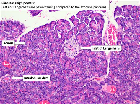 Pancreas – Normal Histology – NUS Pathweb :: NUS Pathweb