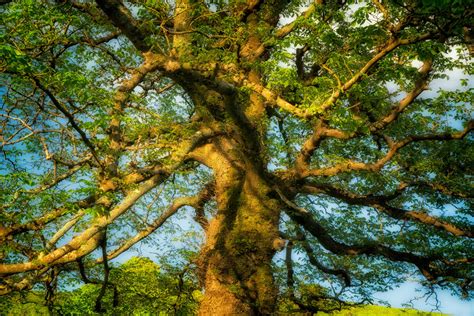 The history of the elder tree: From deities and dryads to Shakespeare and J.K. Rowling - Country ...