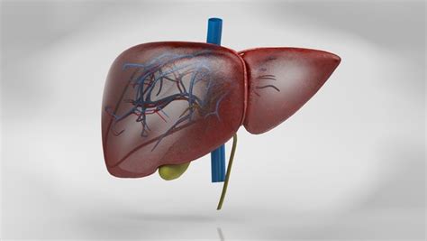 Liver Anatomy Model