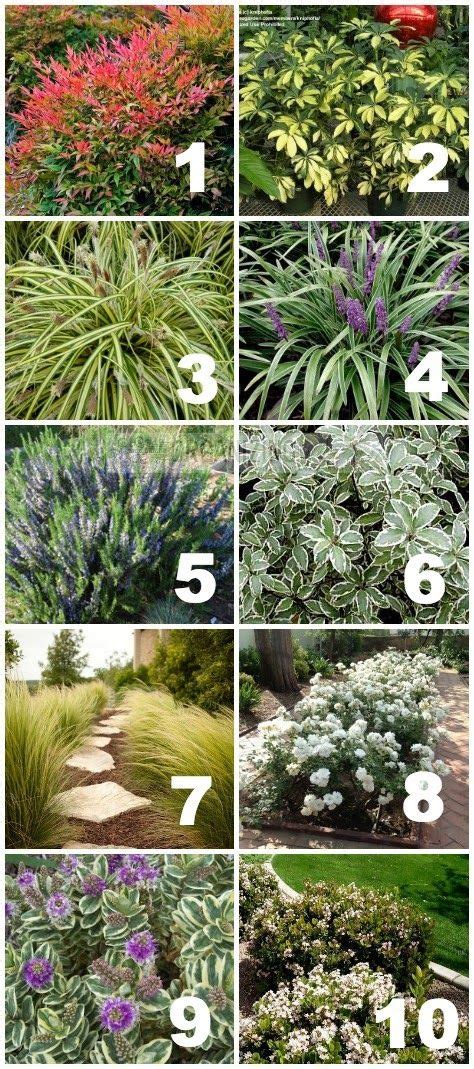 125 best Zone 10 images on Pinterest | Landscaping ideas, Backyard ...