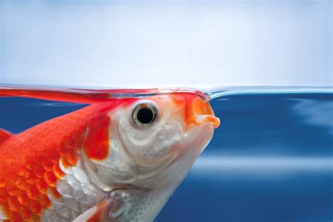 Your Fish Can Drown In Water. Here is Why.