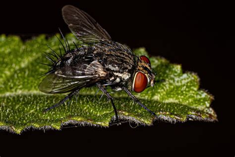 Tachinidae 이미지 – 찾아보기 1,222 스톡 사진, 벡터 및 비디오 | Adobe Stock