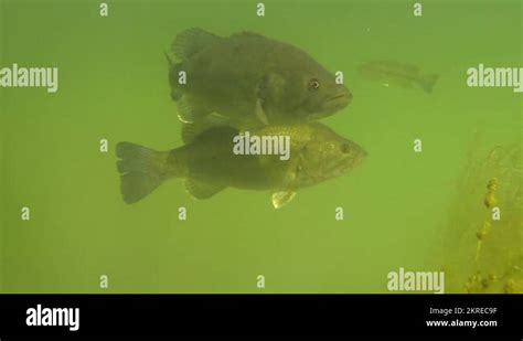 Largemouth bass underwater Stock Videos & Footage - HD and 4K Video Clips - Alamy