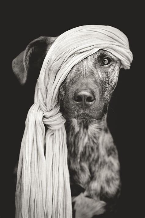 Photographer takes pictures of his playful and beloved dogs – Vuing.com