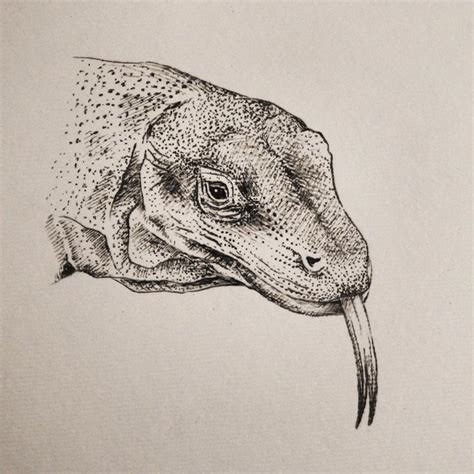 Komodo Dragon | Komodo dragon, Komodo, Drawings