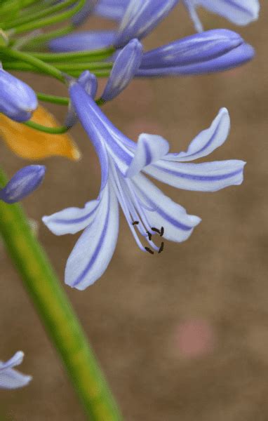 Lily of the Nile 🌺 💧 A touch of African beauty in your garden