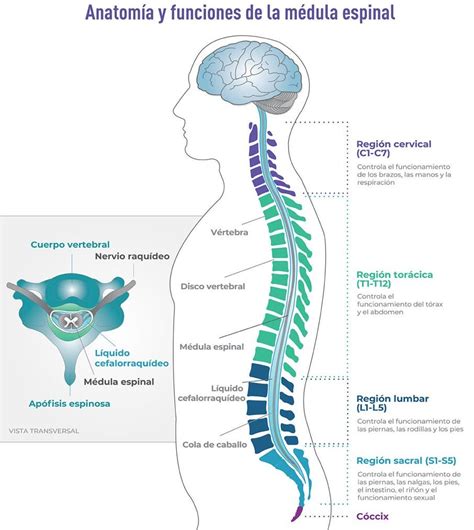 Lesión medular – Paraplejia: Qué es, causas, síntomas, tratamiento y consejos | FisioOnline