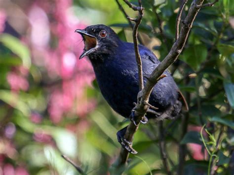 Sri Lanka Whistling-Thrush - eBird