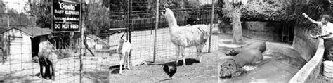 Griffith Park Zoo — The Great World Zoo That Never Was (1912-1966 ...