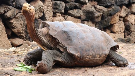 Diego, Galápagos Islands tortoise, retiring from life of abundant sex