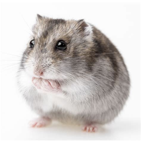 Petco Dwarf Hamster: Energetic Captivating Small Pet, 57% OFF