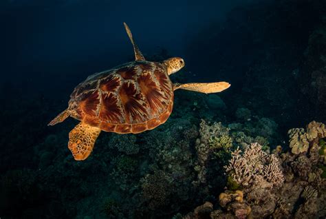 green-sea-turtle - Great Barrier Reef Diving