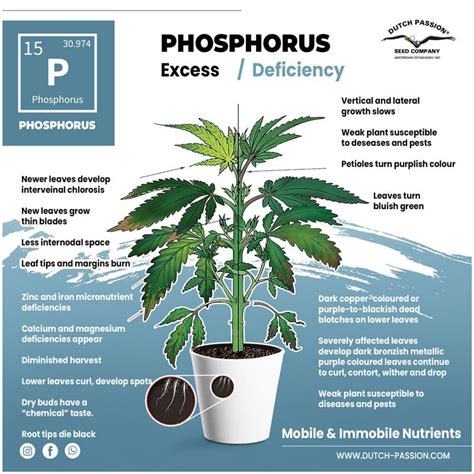 Phosphorus deficiency? : r/cannabiscultivation