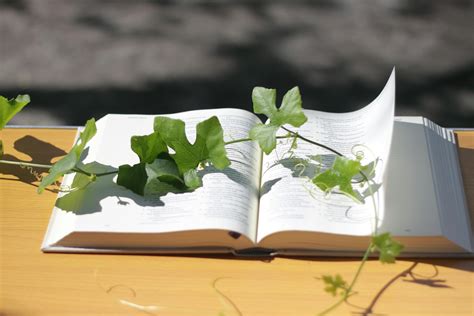 Free stock photo of bible, vine