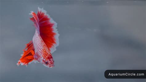 Betta Fish Water Temperature: What Is The Ideal Range Of Betta Fish Water Temp?