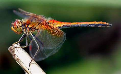 Dragonfly facts, Anisoptera species, habitat & classifications