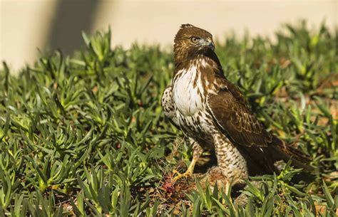 Hawks In Arizona: 12 Magnificent Species In The Grand Canyon State