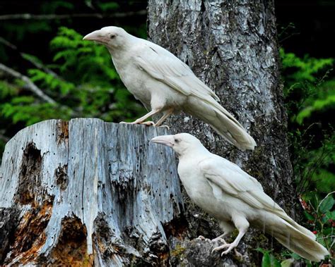 Fun Facts About White Ravens | Carrie D. Miller