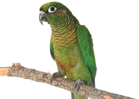 Green Cheek Conure Caresheet | Petco