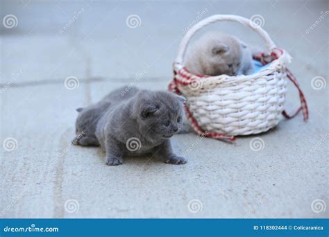 Kittens Playing in a Basket, Outdoor Stock Photo - Image of bunch, kitten: 118302444