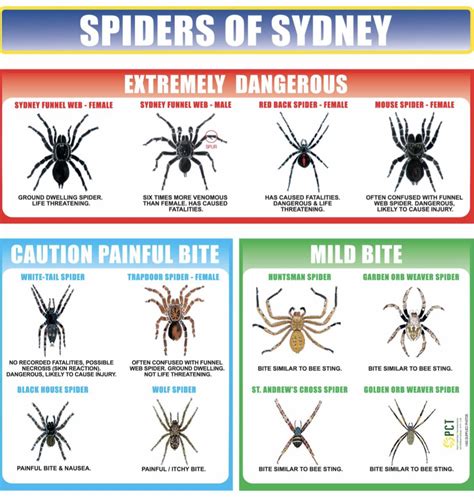 Spider identification chart : r/sydney