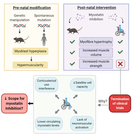 Cells | Free Full-Text | The Failed Clinical Story of Myostatin Inhibitors against Duchenne ...