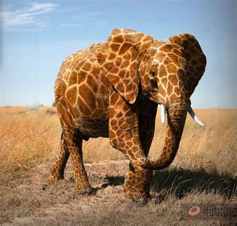 elephant giraffe - Google Search | Elephant, Giraffe, Make you smile