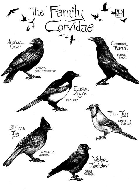 The Family Corvidae.. . | Crow, Birds, Crows ravens