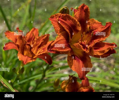 Orange lilies hi-res stock photography and images - Alamy