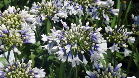 Agapanthus Twister – Caragh Nurseries