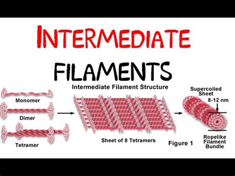 Intermediate filaments - YouTube