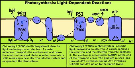 Describe How Atp Is Produced in the Light Reactions. - Leonard-has-Hunt