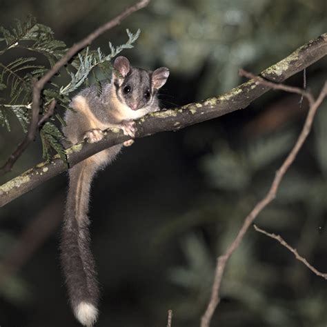 Community takes legal steps to protect critically endangered possum