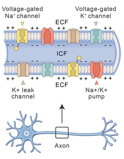 Axon Diagram Labeled