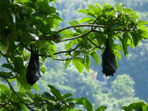 World’s most endangered fruit bat could soon be extinct due to rapid forest loss