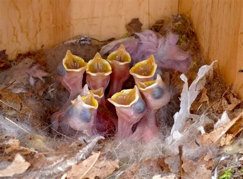 NestWatch | Tufted Titmouse Hatchlings - NestWatch