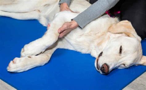 How to Recognize and Manage Arthritis in Dogs - Canine Campus Dog ...