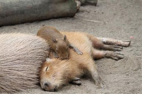 17 Best images about Capybara !!! on Pinterest | Cats, Park in and Hamsters