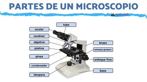 Partes De Un Microscopio Y Su Uso Con Im Genes Lacienciadelcafe Ar | The Best Porn Website