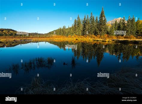 Forest reflection in a lake Stock Photo - Alamy