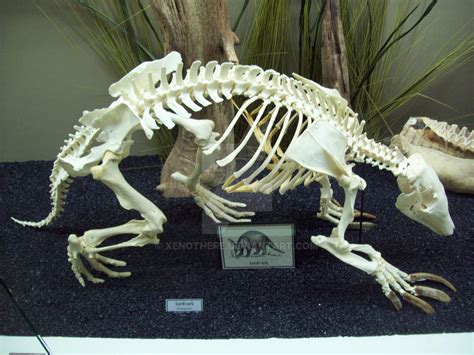 MOO: Aardvark Skeleton by Xenothere on DeviantArt