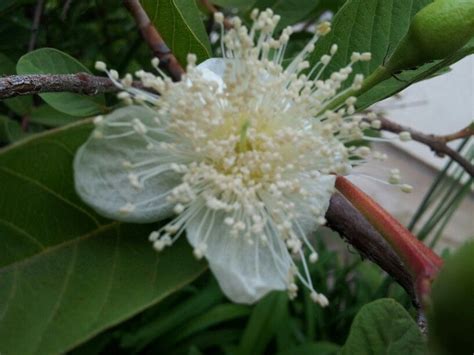 Guava tree flower | Guava tree, Flowers, Garden