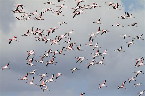 Lesser Flamingo Flock Flying Tanzania Photograph by Konrad Wothe | Pixels