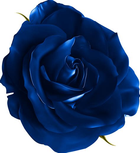 Navy Blue Flower Png - vrogue.co