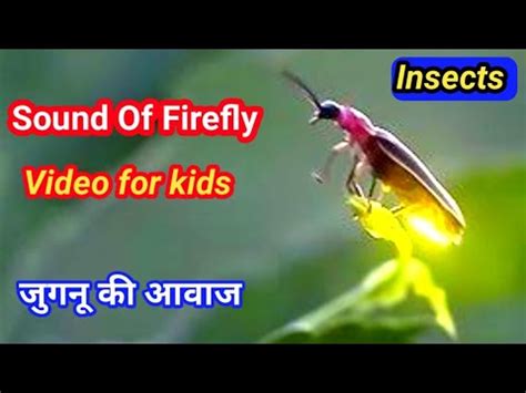 Sound of Firefly | Jugnu ki aawaj | Firefly Sound | insects sound for ...