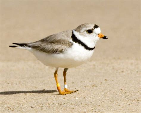 Brigantine Boosting Piping Plover Population - BrigantineNOW