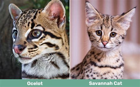 Ocelot vs Savannah Cat: How Are They Different? (With Pictures) - Catster